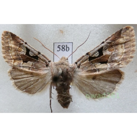 Orthosia gothica (Linnaeus, 1758) Czech58b